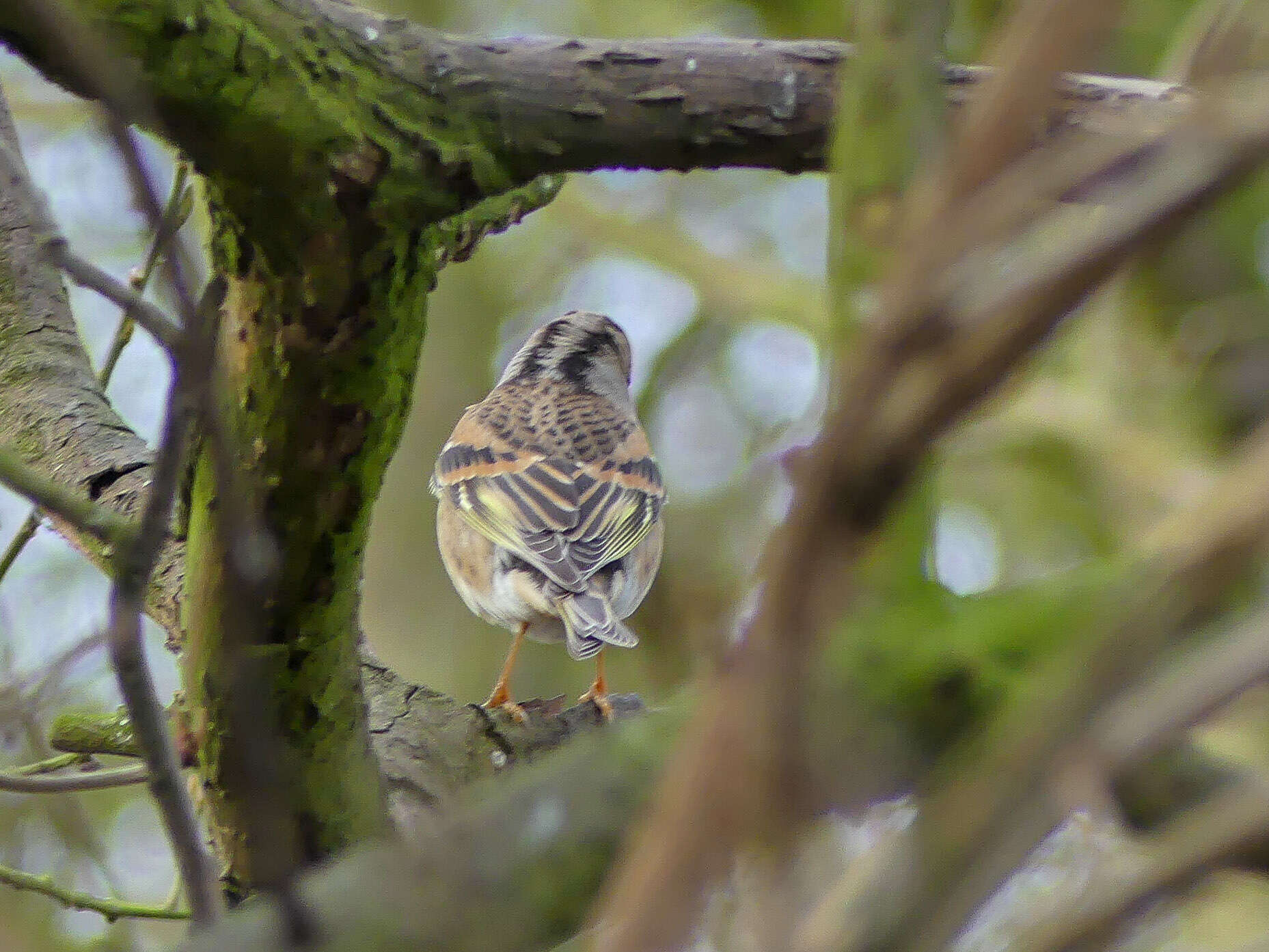 Imagem de Fringilla montifringilla Linnaeus 1758