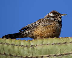 Imagem de Campylorhynchus brunneicapillus (Lafresnaye 1835)