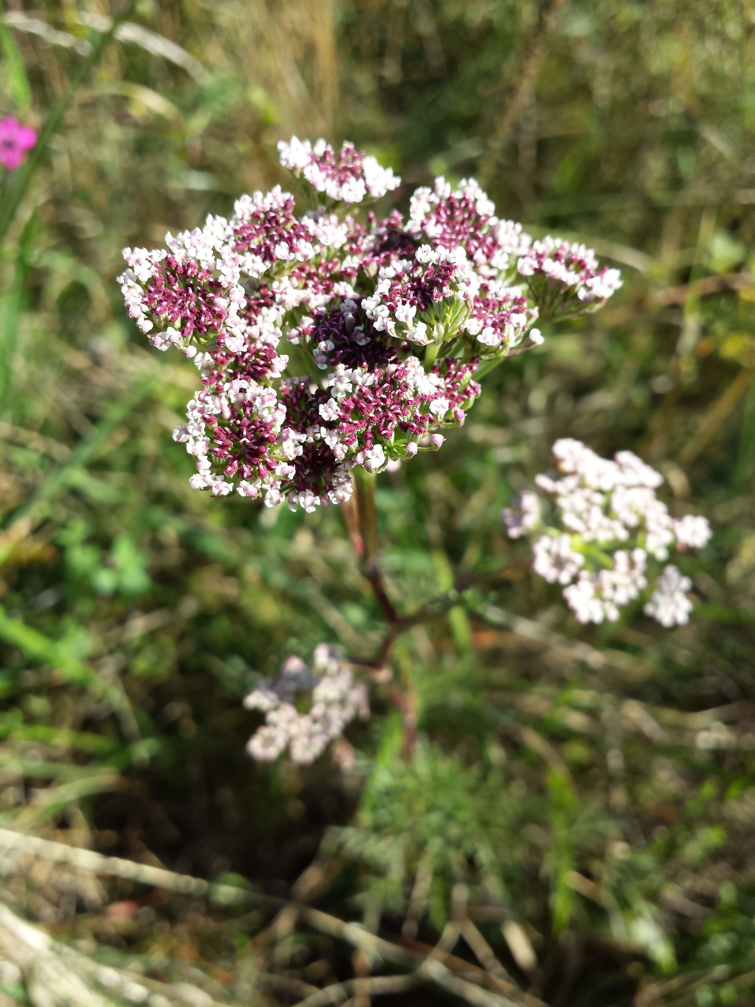 Image of Seseli annuum L.