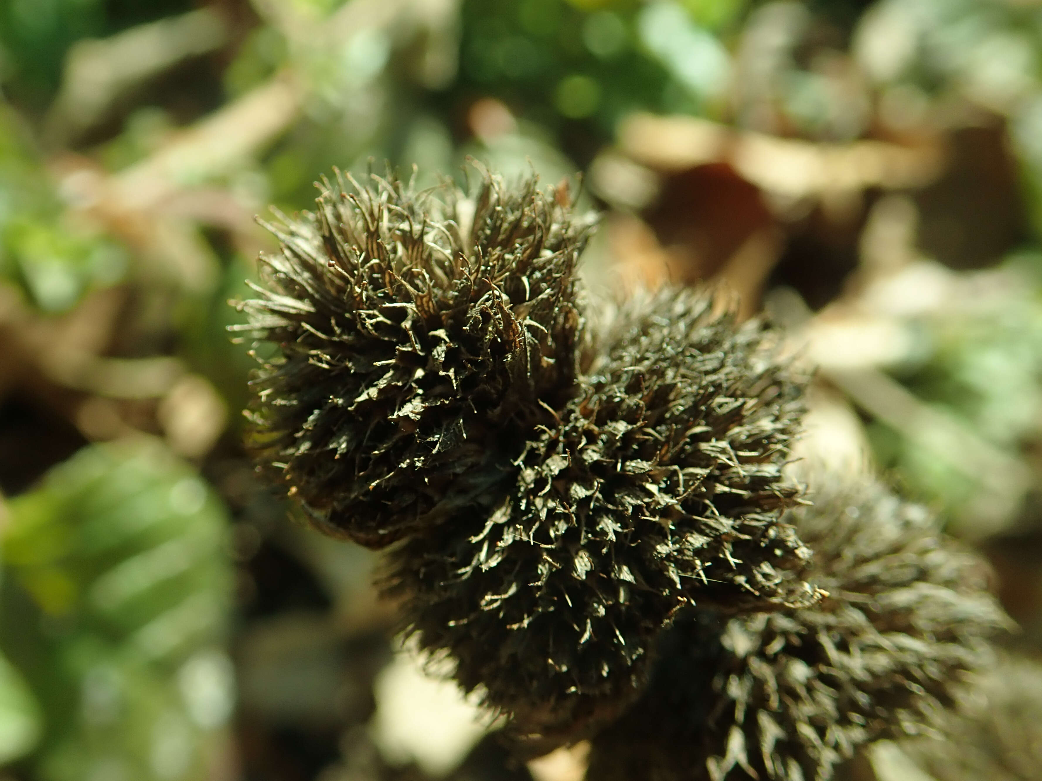 Image of downy pagoda-plant