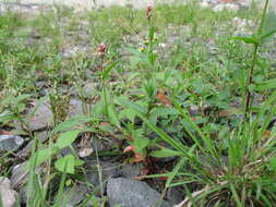 Image of Dock-Leaf Smartweed