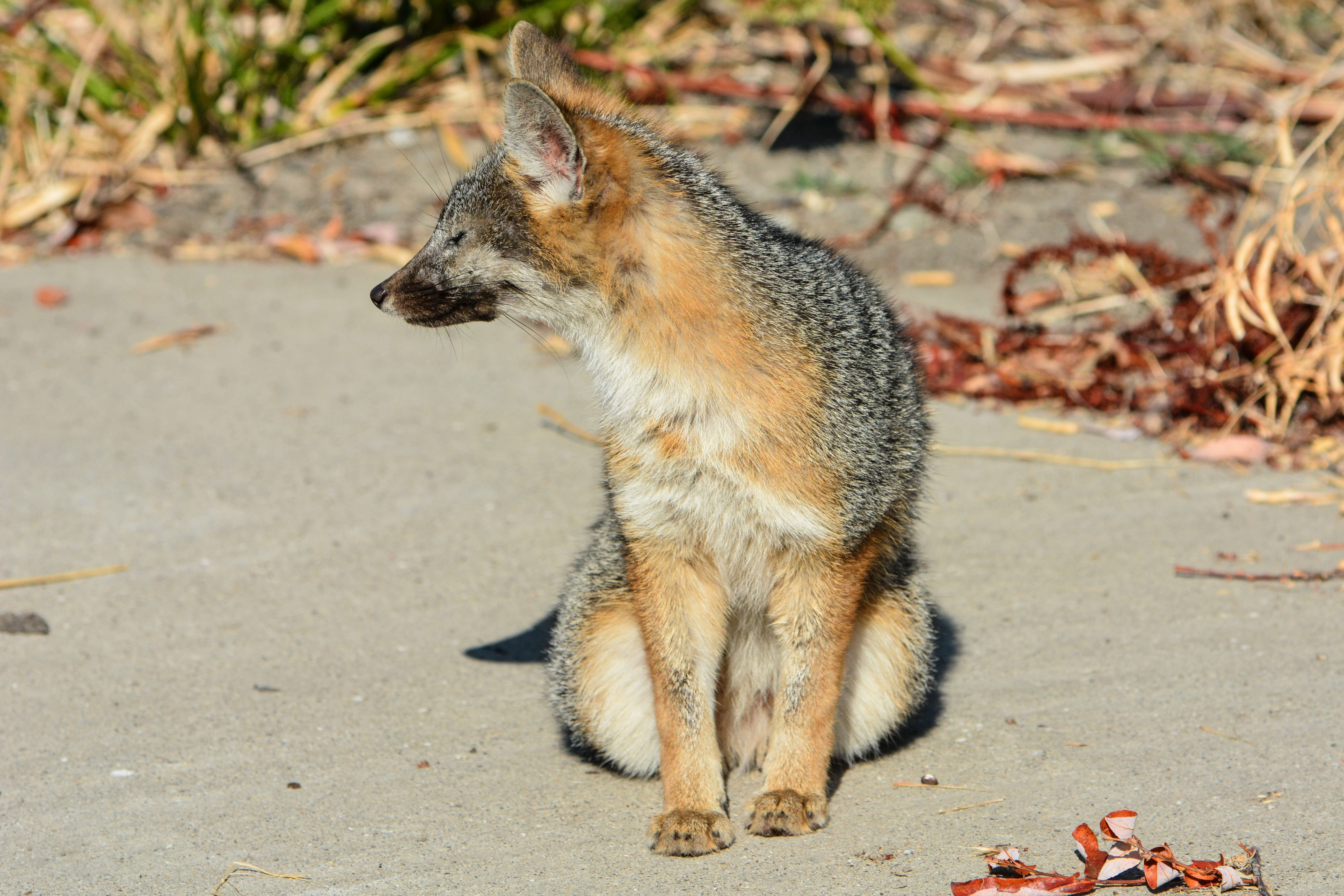 Image of Grey Foxes