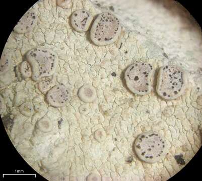 Image of Lecanora albella