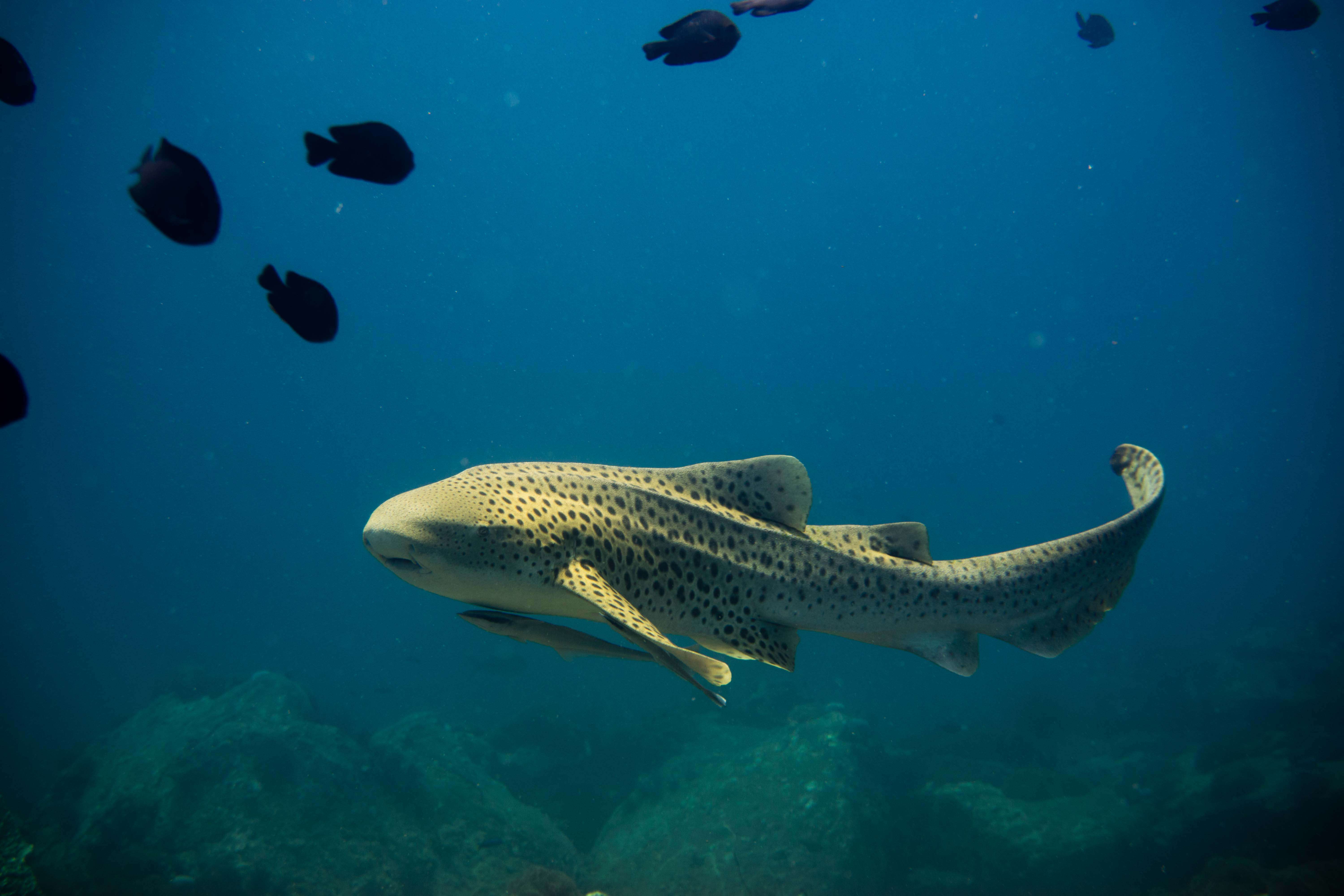 Image of zebra sharks