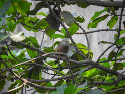 Image of Chestnut-tailed Starling