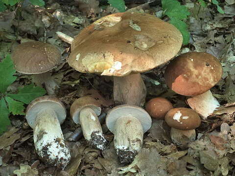 Imagem de Boletus reticulatus Schaeff. 1774