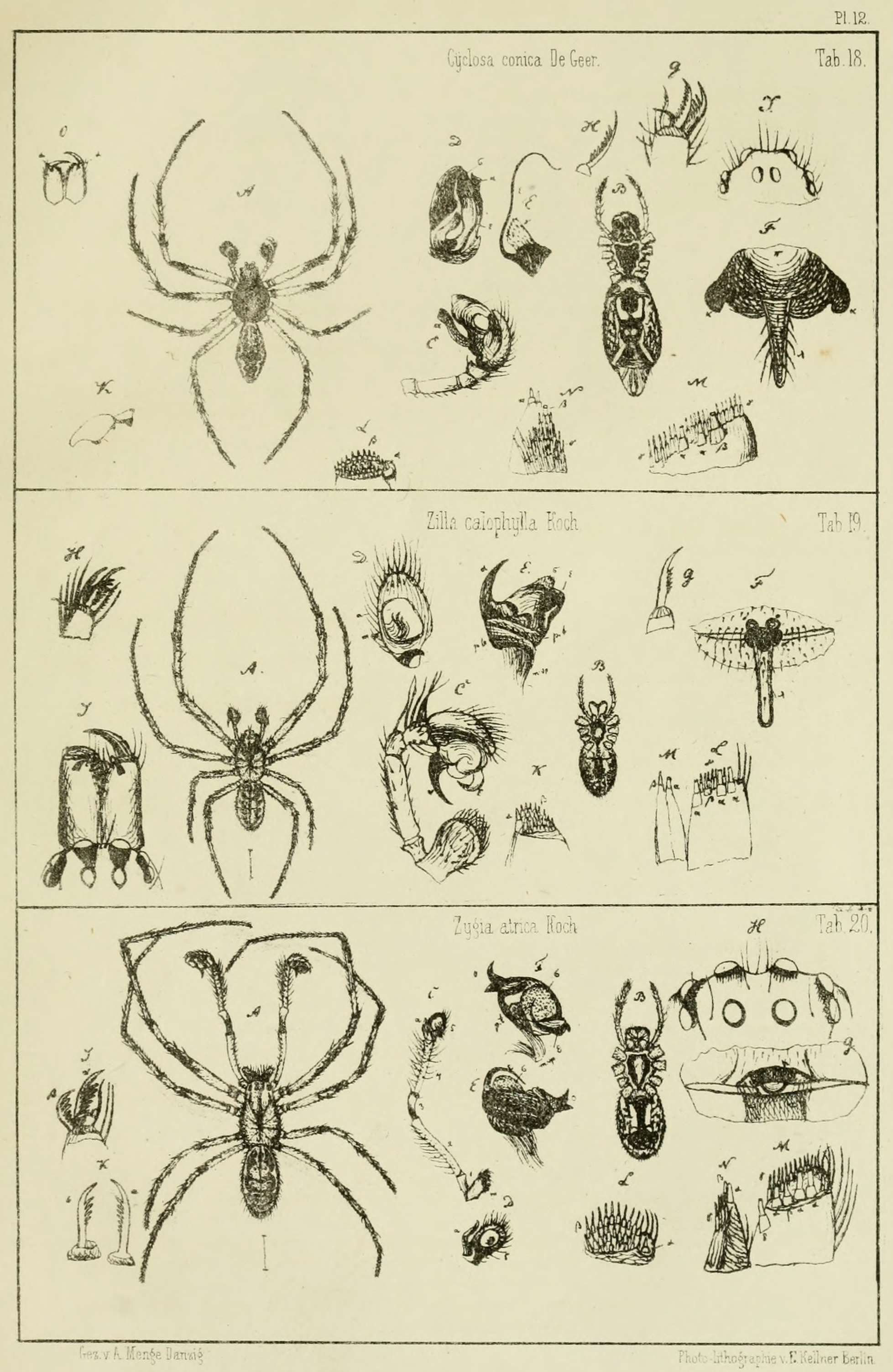 Image de Zygiella atrica (C. L. Koch 1845)