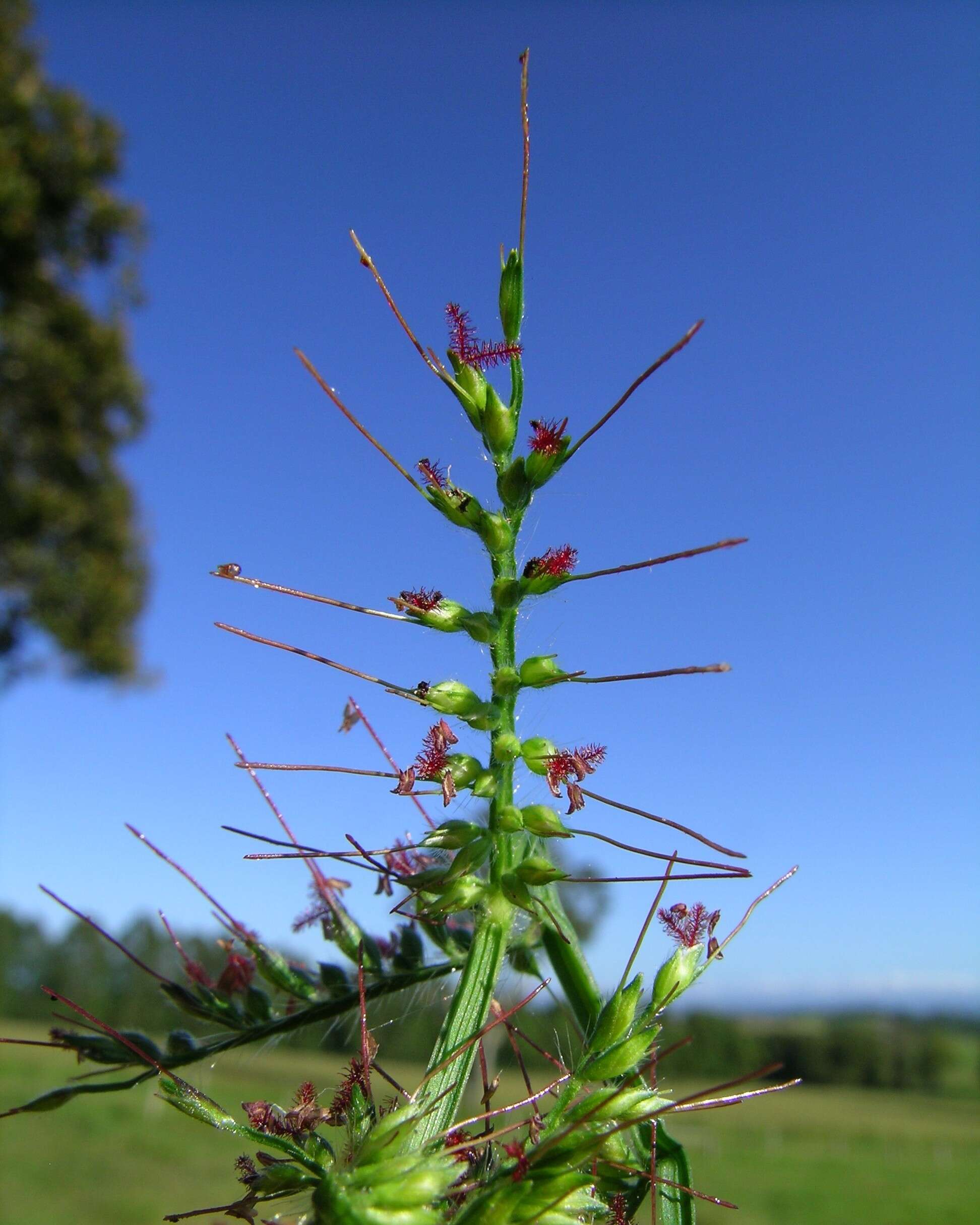 Image of Long-Leaf Basket Grass