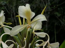 Слика од Hedychium coronarium J. Koenig