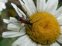 Image of Stenurella (Priscostenurella) bifasciata (Müller 1776)