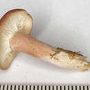 Image of Calocybe carnea