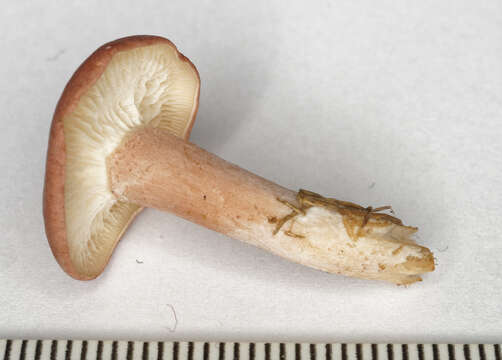 Imagem de Calocybe carnea