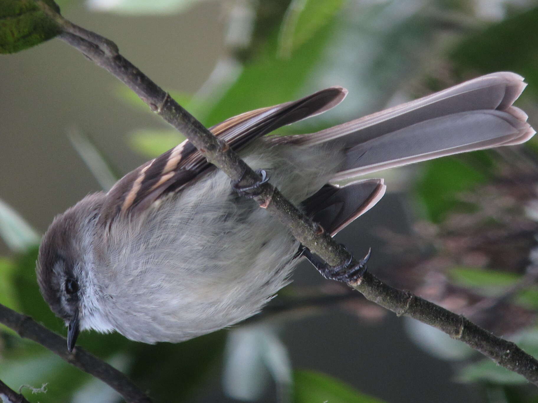 Image of White-throated Tyrannulet