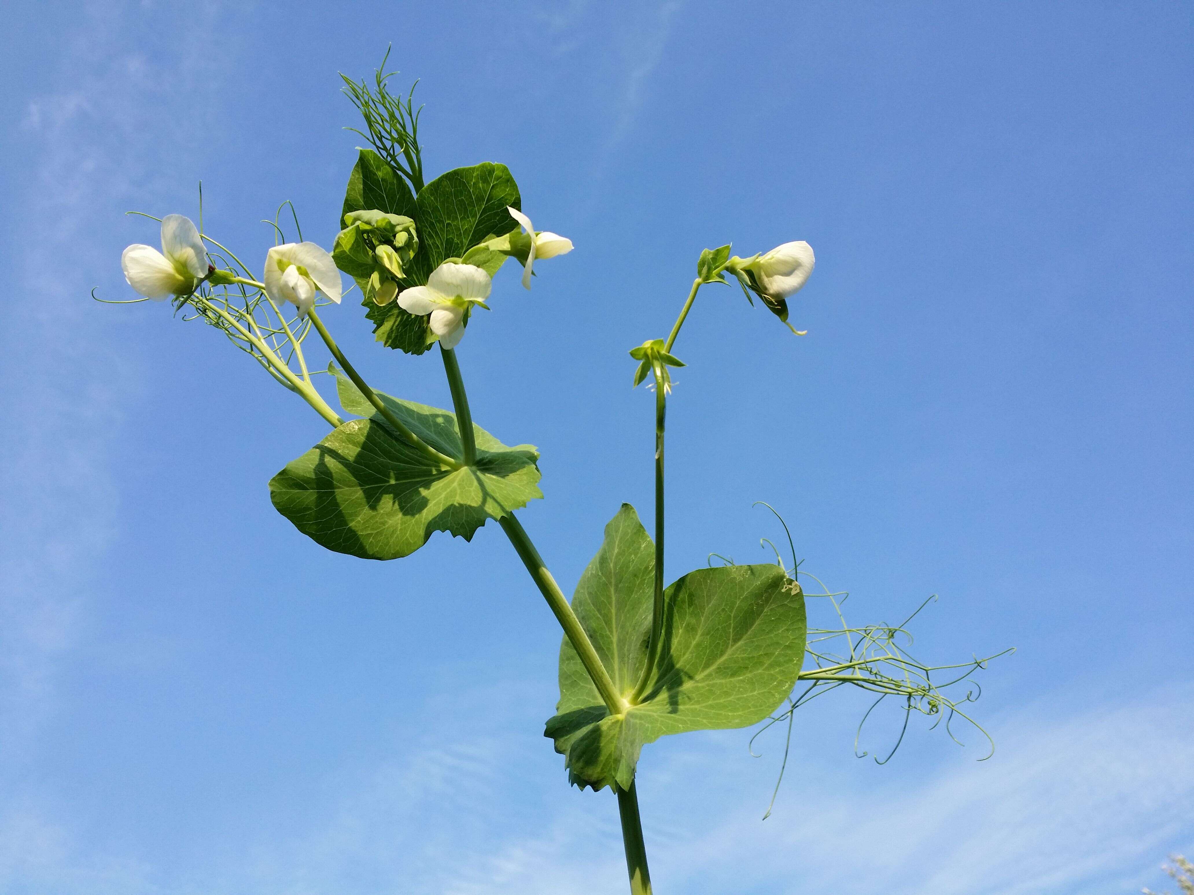 Image of Pisum sativum var. macrocarpum