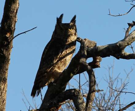 Image of Spotted Eagle-Owl