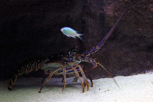 Image of Caribbean Spiny Lobster