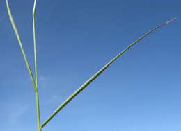 Image of Brown's lovegrass