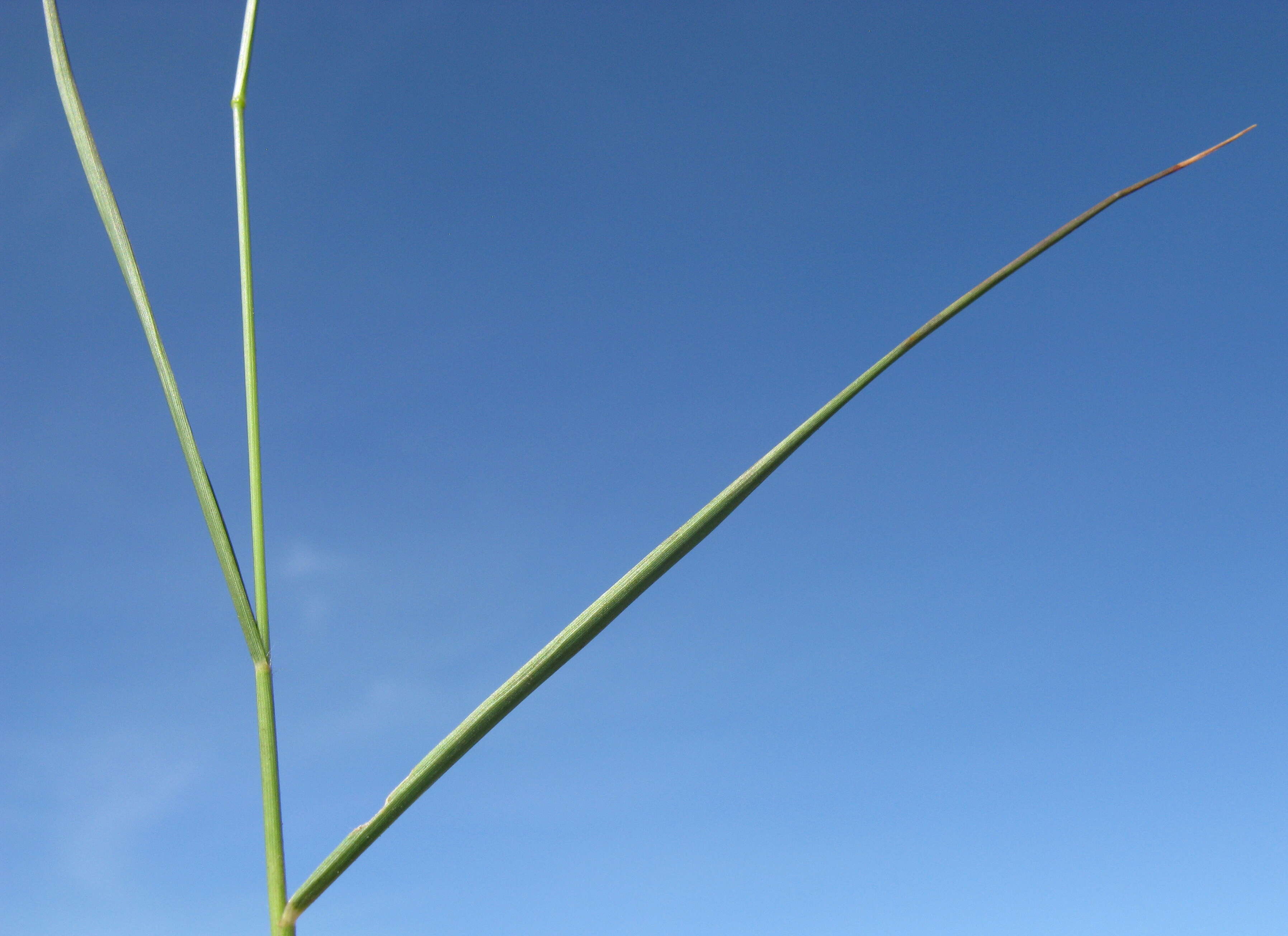 Image of Brown's lovegrass