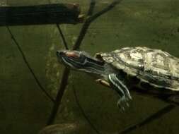 Image of slider turtle, red-eared terrapin, red-eared slider