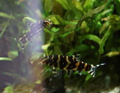 Image of Kubota's Clown Loach