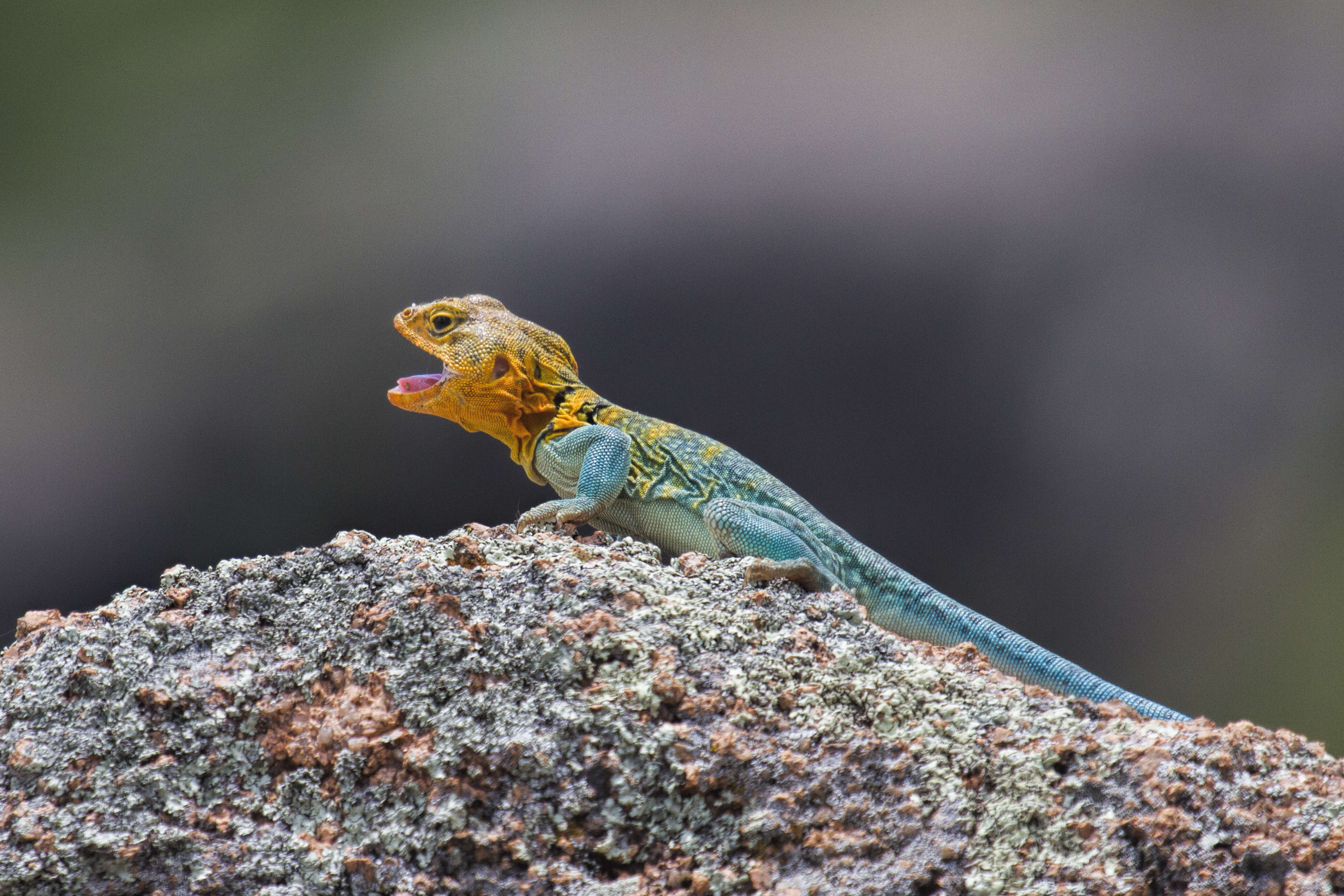 Image of Eastern Collared Lizard