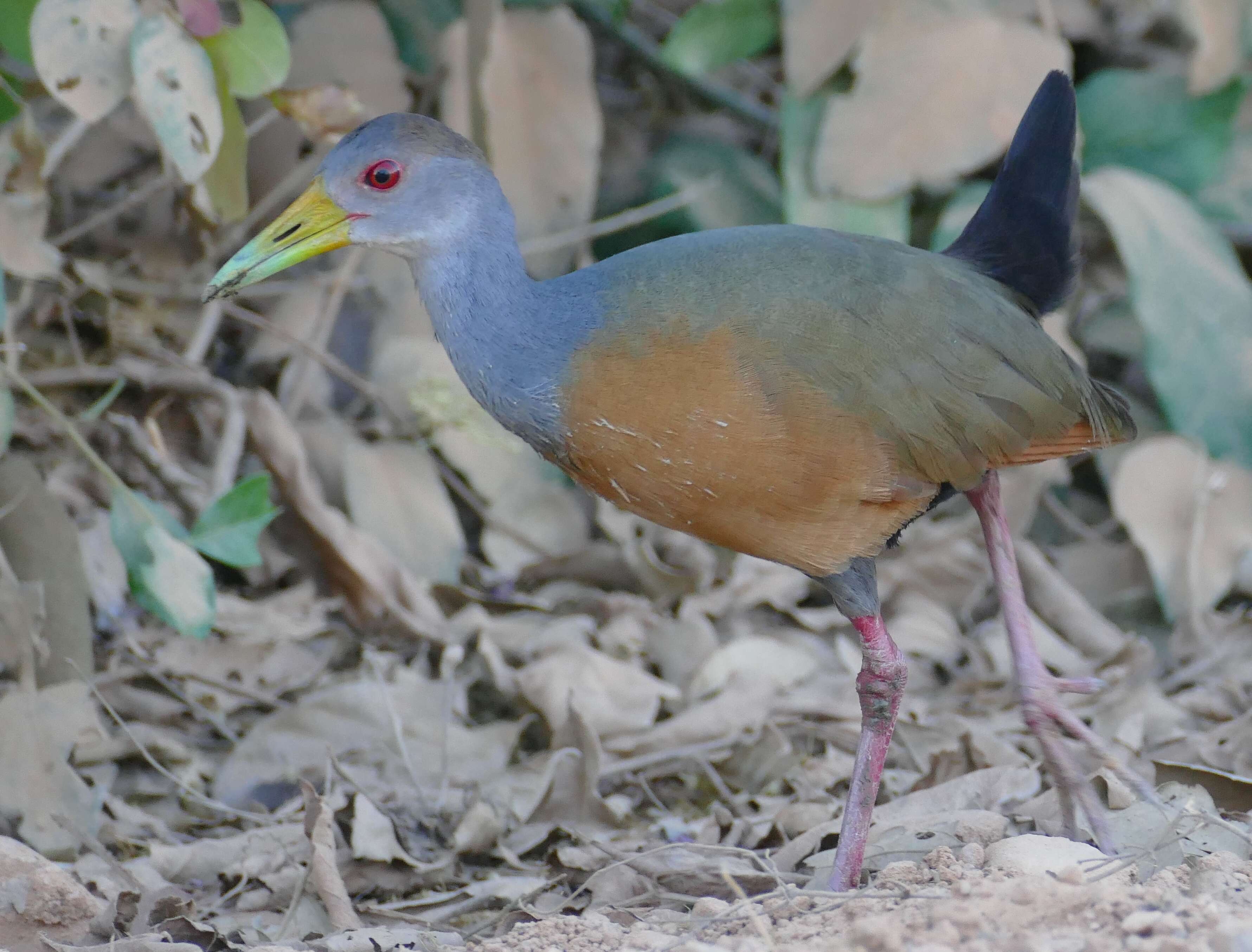 Image of Grey-cowled Wood Rail