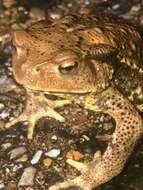 Image of Japanese Common Toad