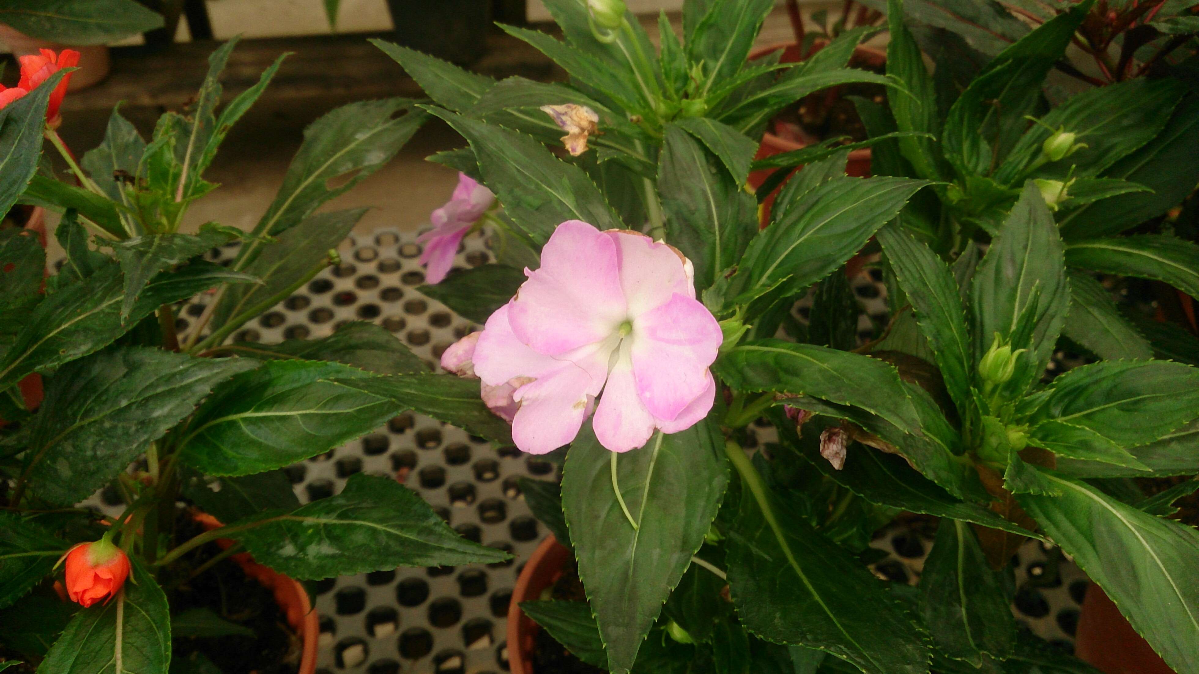 Imagem de Impatiens walleriana Hook. fil.