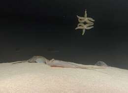 Image of Atlantic Stingray