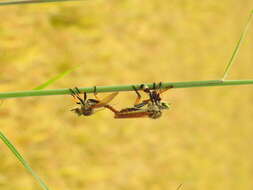 Image of Manx robber fly