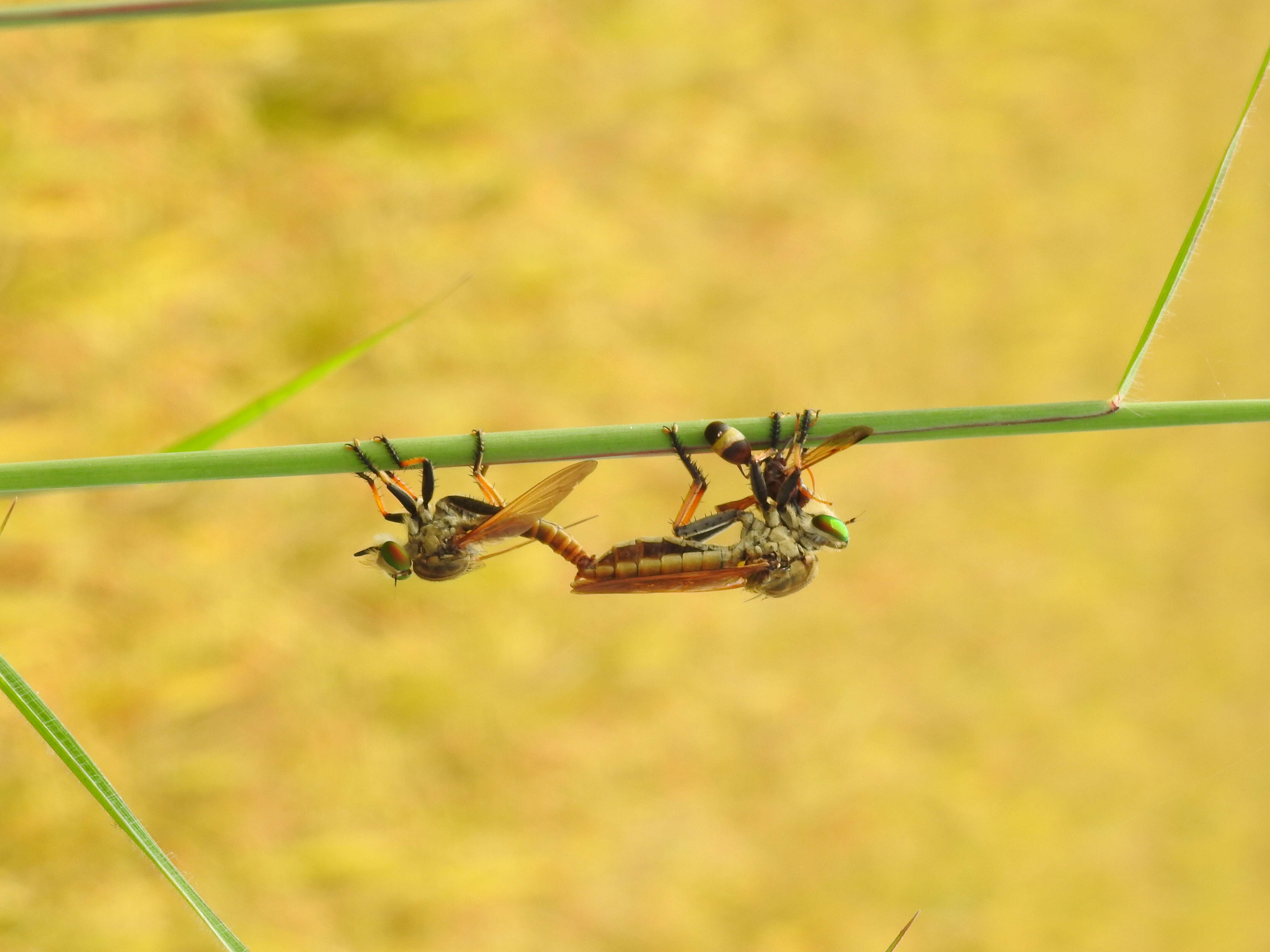 Image of Manx robber fly