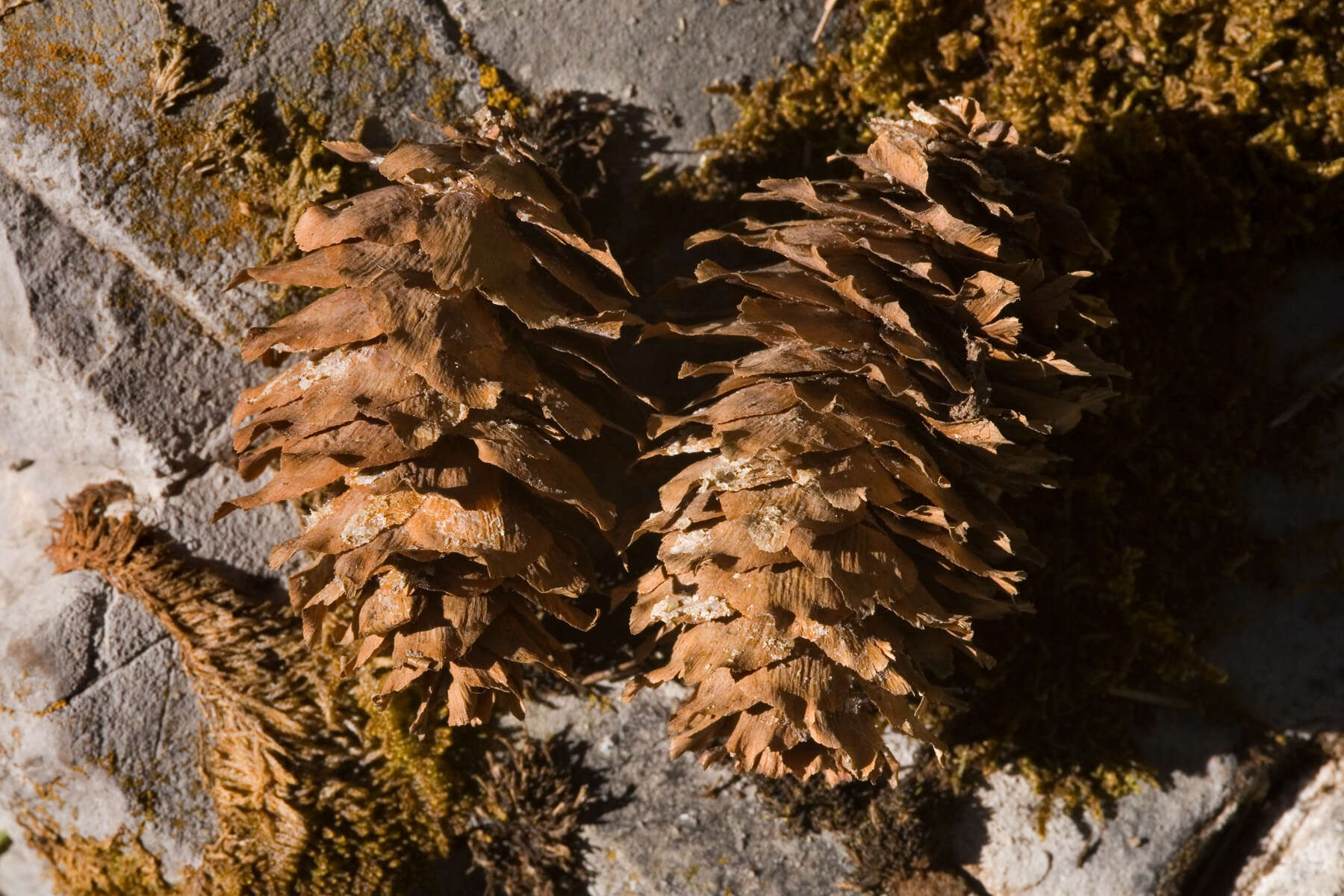 Image of Engelmann Spruce