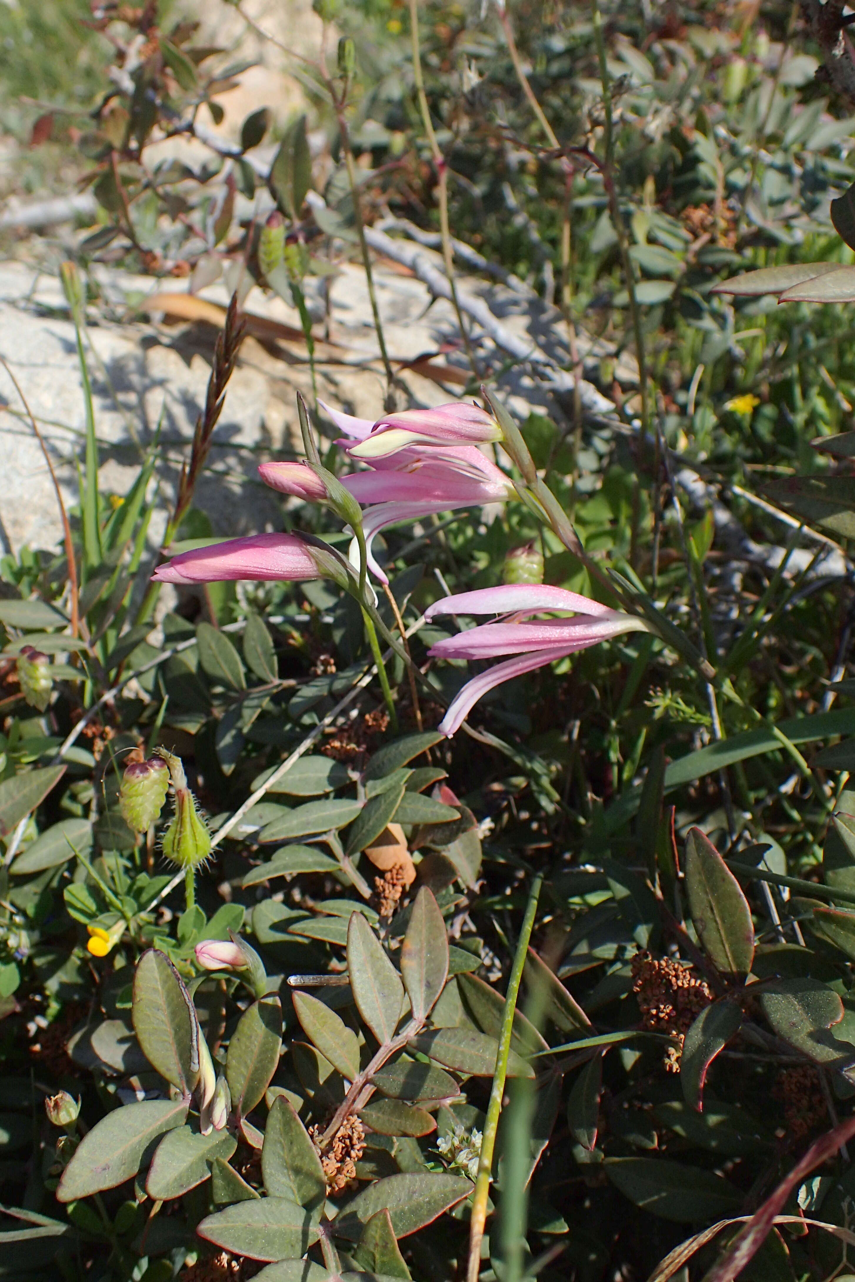 Imagem de Gladiolus triphyllus (Sm.) Ker Gawl.