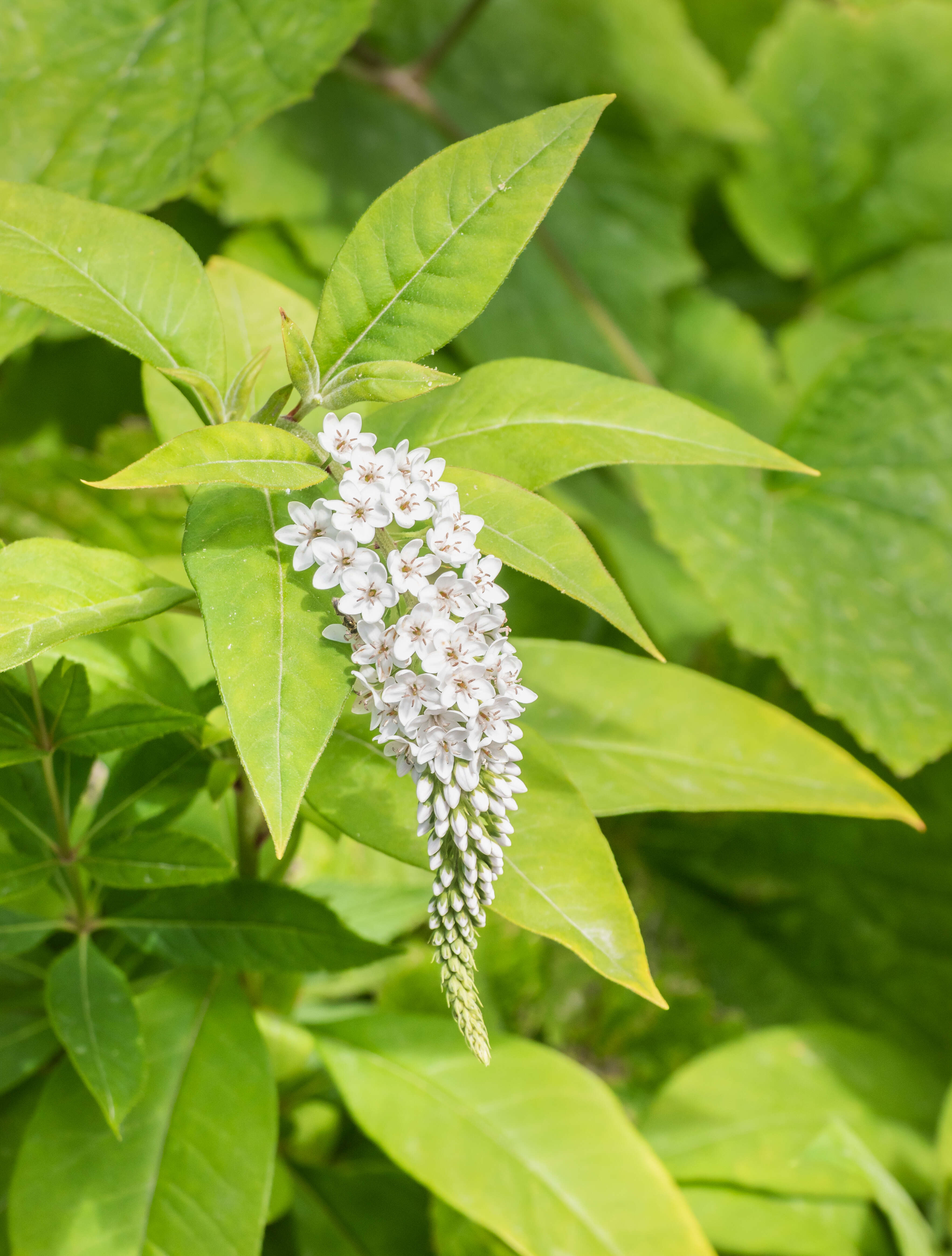 Image of gooseneck yellow loosestrife