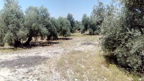 Image of olive tree