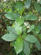 Image of wild coffee