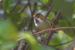 Image of Black-throated Parrotbill