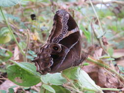 Image of Bamboo Tree Brown