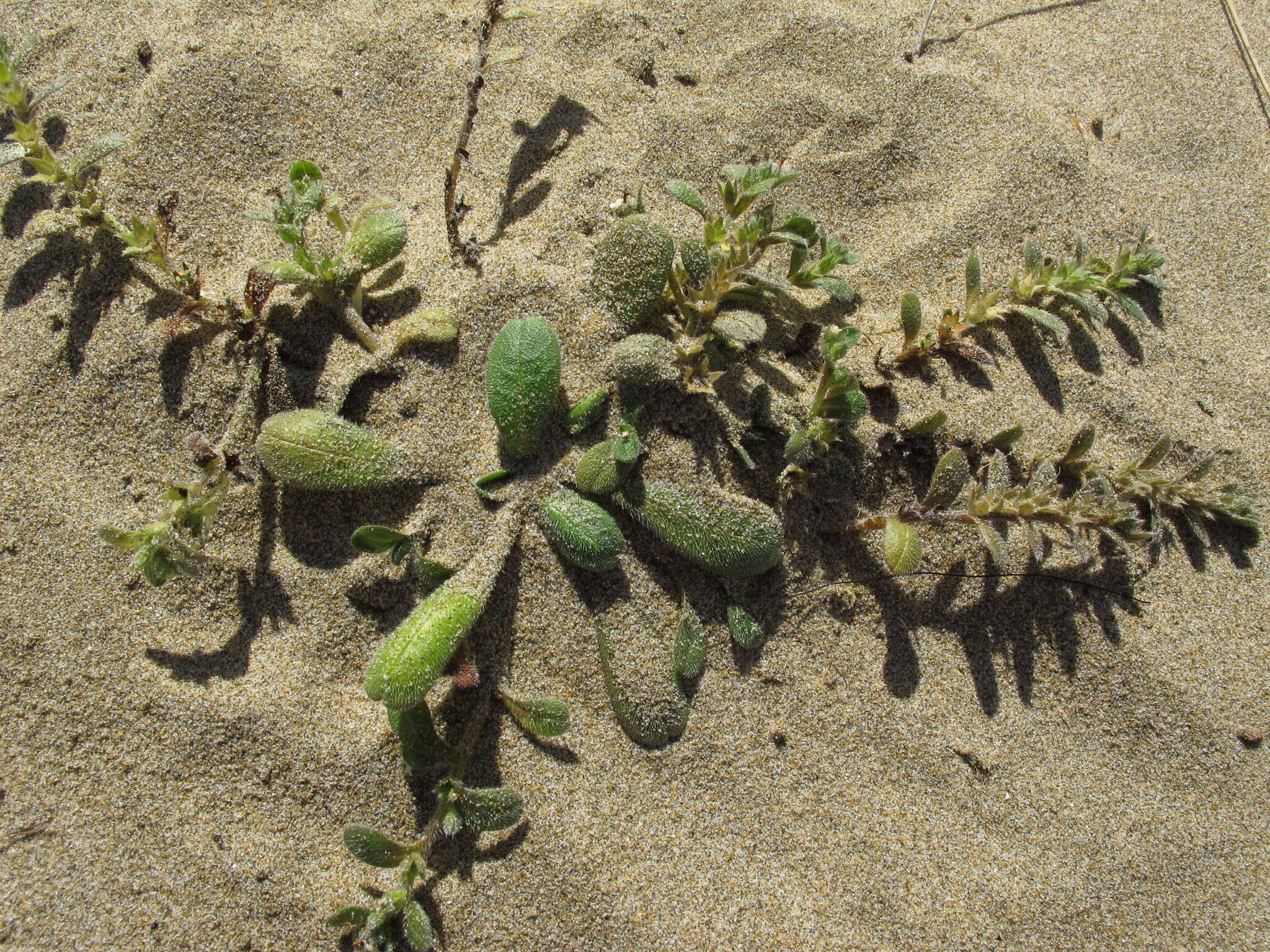 Image of Myosotis antarctica Hook. fil.