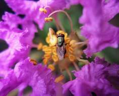 Image of lagerstroemia