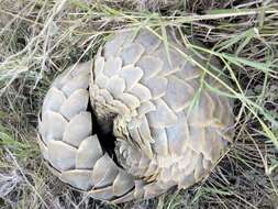 Image de Grand pangolin de l'Inde