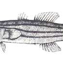 Image of Odonteleotris