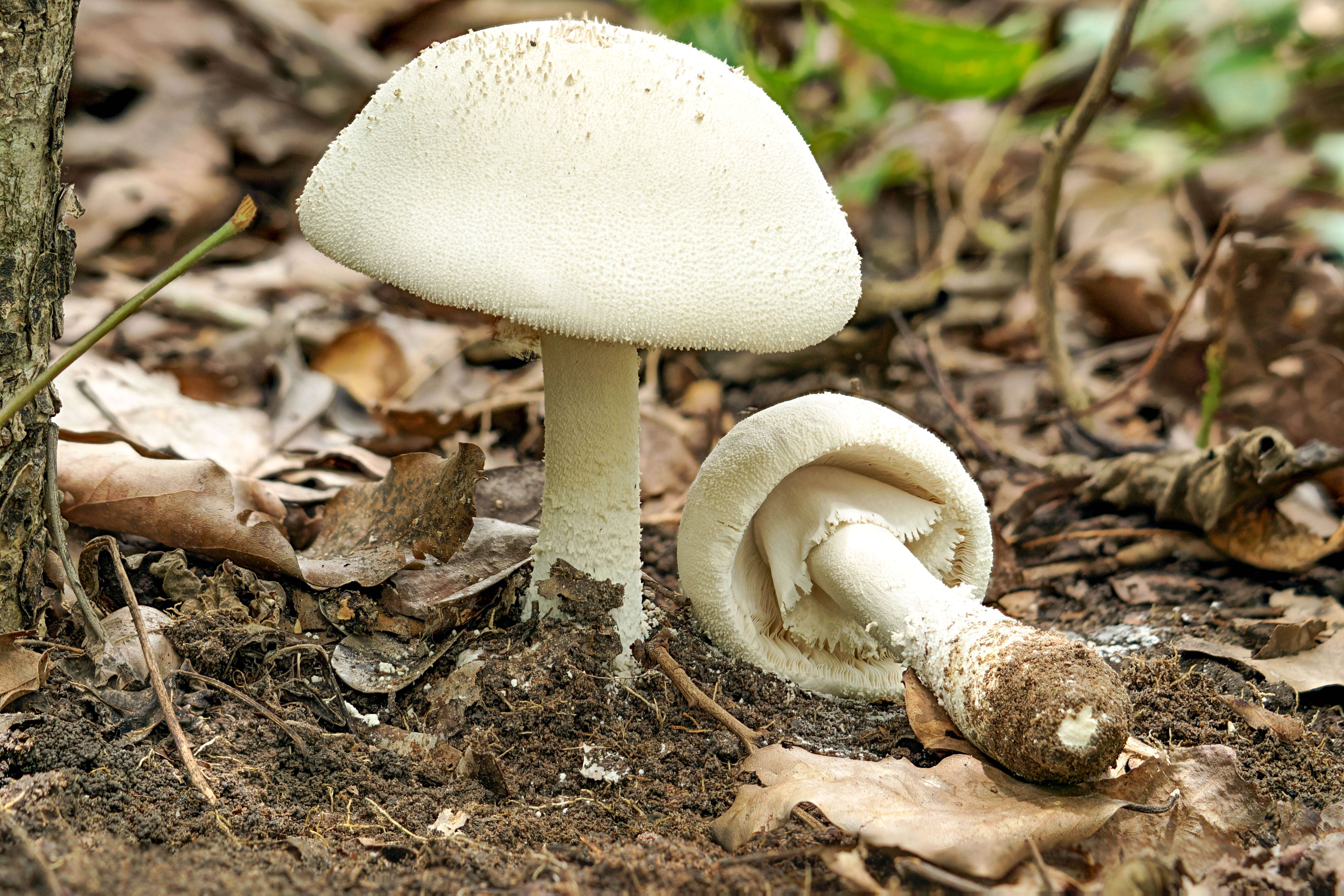 Image of Amanita strobiliformis (Paulet ex Vittad.) Bertill. 1866