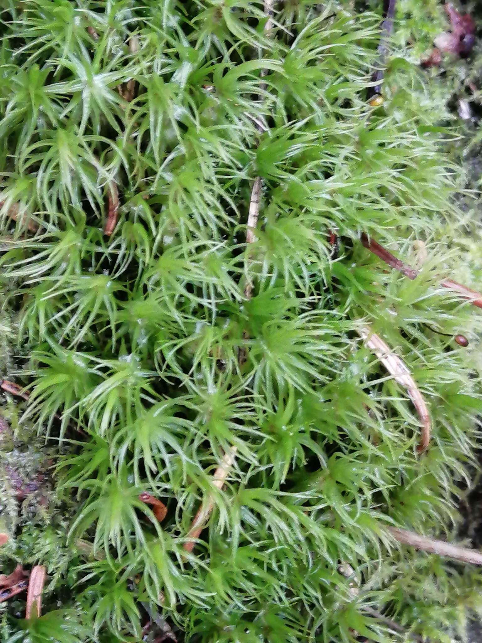 Image of Broom Moss