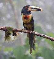 Image of Pale-billed Araçari