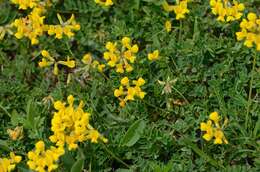 Image of Horseshoe-vetch