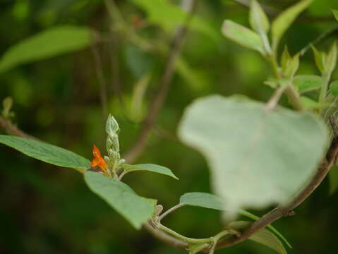 Image of Colquhounia coccinea Wall.