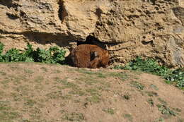 Image of Bare-nosed Wombats