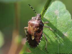 Image of sloe bug