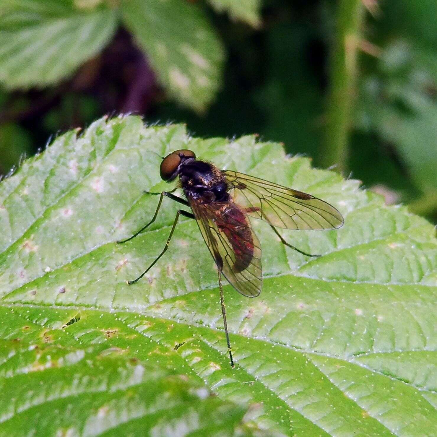 Image of Chrysopilus cristatus